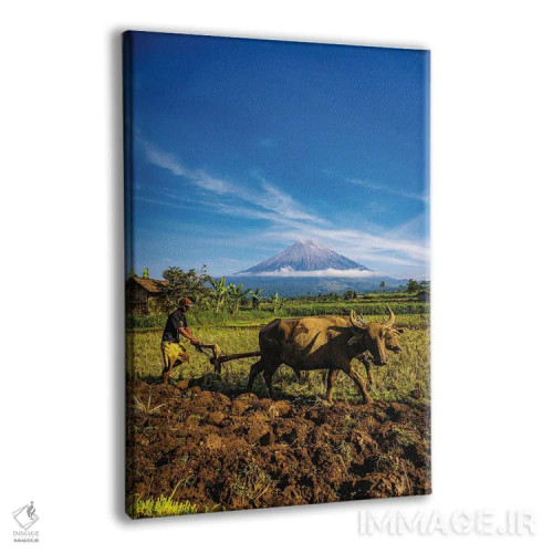 تابلو مزرعه برنج تراسدار اندونزی شماره ۴ اثر الکس جی پرز - نمای پرسپکتیو محصول