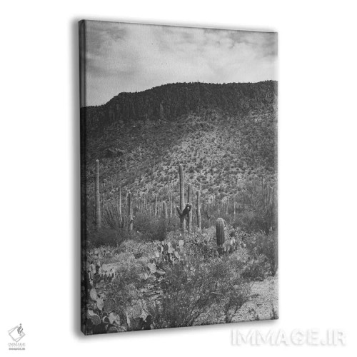 تابلو ساگوارو (نوعی کاکتوس آمریکایی مشهور) اثر آن هادک - نمای پرسپکتیو محصول