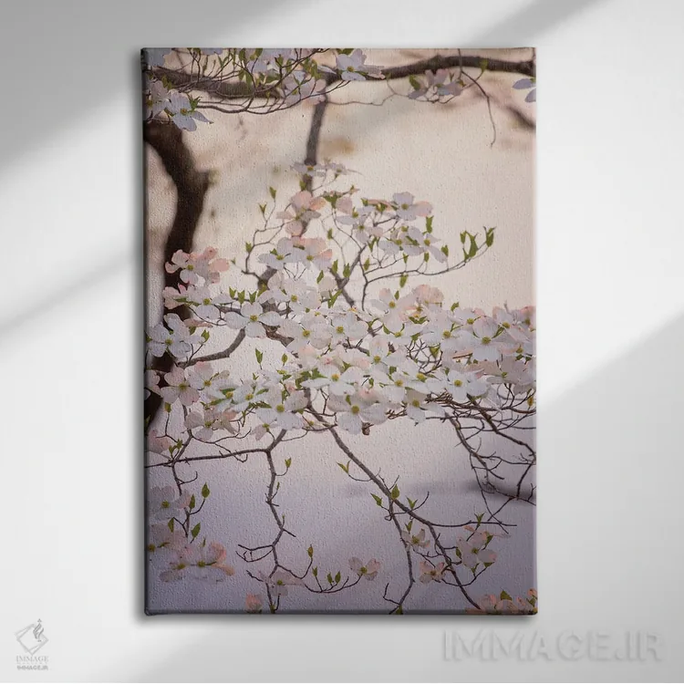 تابلو شکوفههای سفید درخت داگوود، هنر بهاری اثر آن هادک - نمای روبهرو روی دیوار