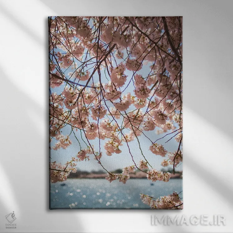 تابلو شکوفههای گیلاس واشینگتن دیسی II اثر آن هادک - نمای روبهرو روی دیوار