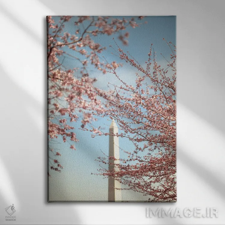 تابلو شکوفههای گیلاس و بنای یادبود واشینگتن اثر آن هادک - نمای روبهرو روی دیوار