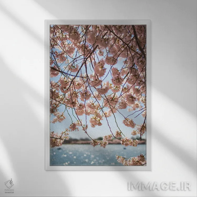 تابلو شکوفههای گیلاس واشینگتن دیسی II اثر آن هادک - نمای قابدار سفید