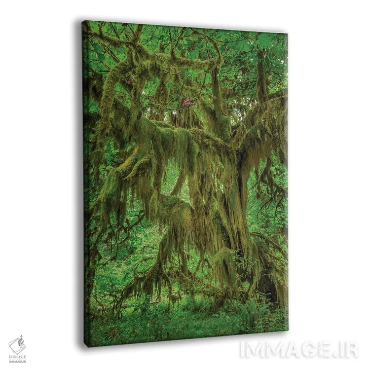تابلو درخت افرا برگدرشت پوشیده از خزه، جنگل هوه، پارک ملی المپیک، واشنگتن اثر آدام جونز - نمای پرسپکتیو محصول