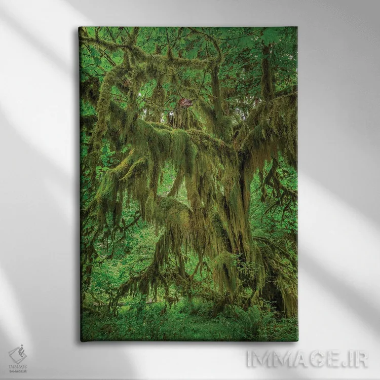 تابلو درخت افرا برگدرشت پوشیده از خزه، جنگل هوه، پارک ملی المپیک، واشنگتن اثر آدام جونز - نمای روبهرو روی دیوار