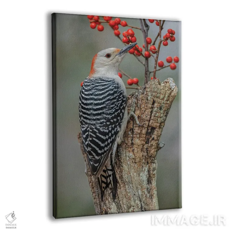 تابلو دارکوب شکمقرمز ماده و توتهای قرمز، کنتاکی اثر آدام جونز - نمای پرسپکتیو محصول