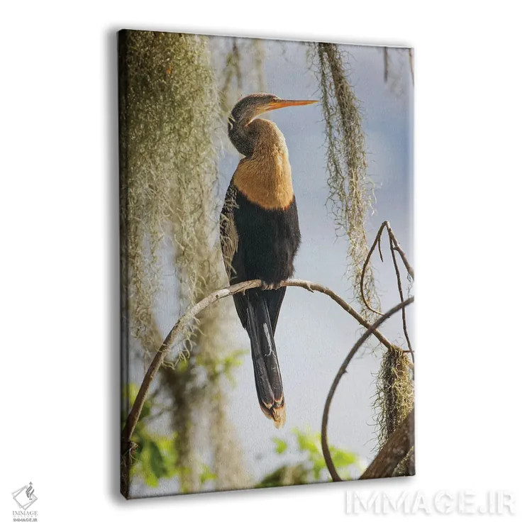 تابلو آنهینگای ماده، مزرعه سیرکل بی، فلوریدا اثر آدام جونز - نمای پرسپکتیو محصول