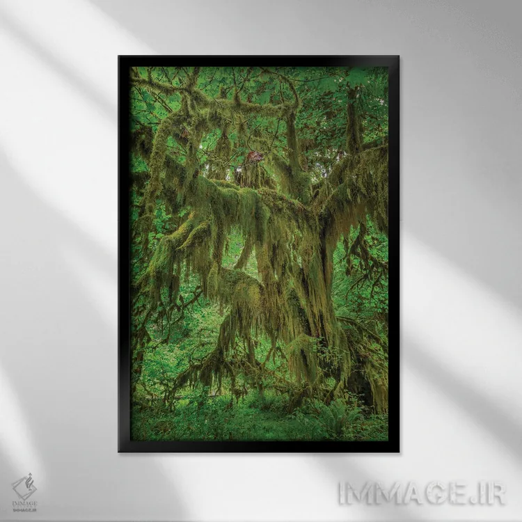 تابلو درخت افرا برگدرشت پوشیده از خزه، جنگل هوه، پارک ملی المپیک، واشنگتن اثر آدام جونز - نمای قابدار مشکی