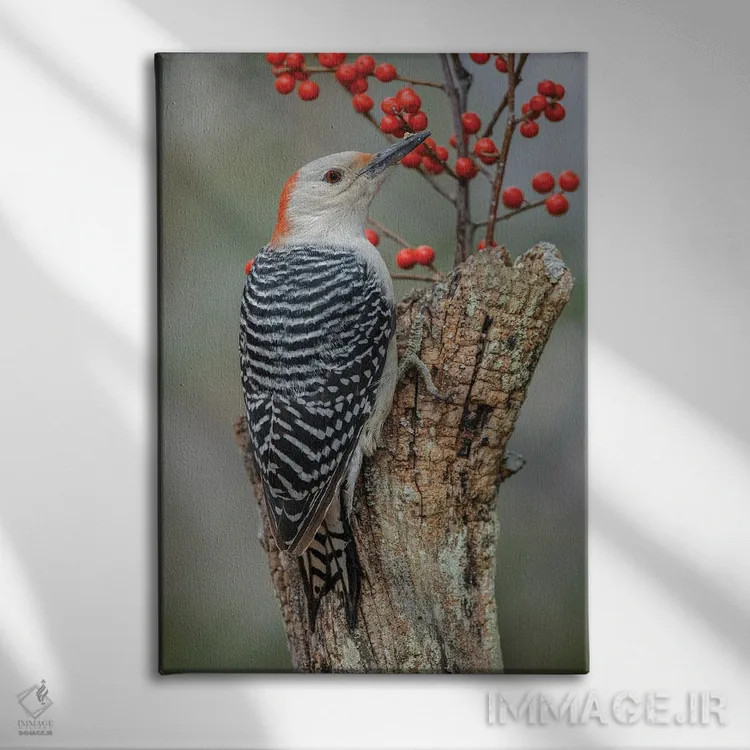 تابلو دارکوب شکمقرمز ماده و توتهای قرمز، کنتاکی اثر آدام جونز - نمای روبهرو روی دیوار