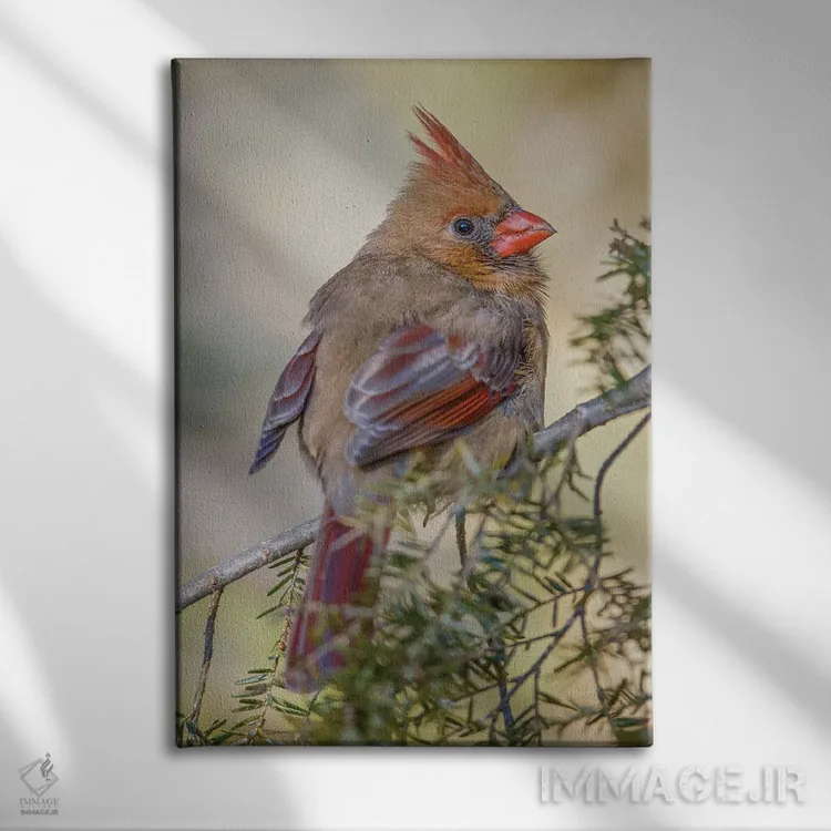 تابلو کارباورال شمالی ماده در زمستان اثر آدام جونز - نمای روبهرو روی دیوار