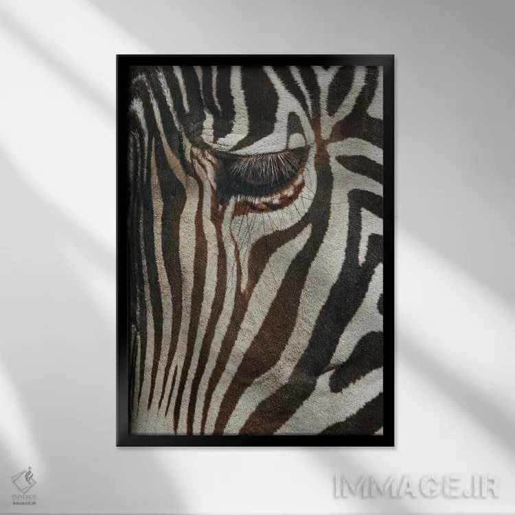 تابلو نمای نزدیک گورخر برچل، ماسای مارا، کنیا، آفریقا اثر آدام جونز - نمای قابدار مشکی