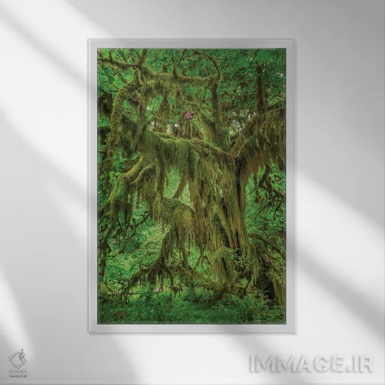 تابلو درخت افرا برگدرشت پوشیده از خزه، جنگل هوه، پارک ملی المپیک، واشنگتن اثر آدام جونز - نمای قابدار سفید