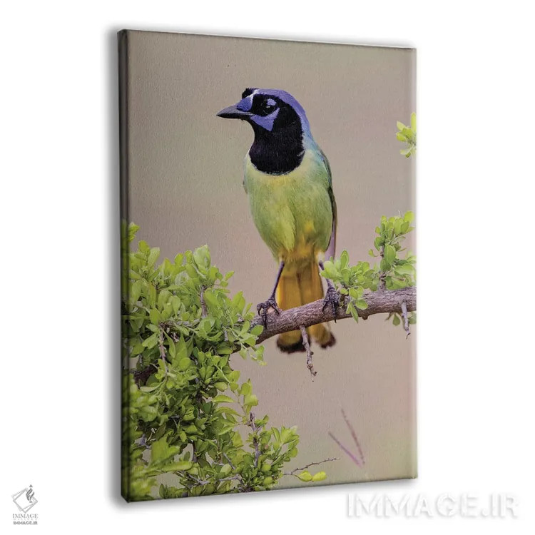 تابلو جِی سبز، درهٔ ریو گرانده، تگزاس (۲) اثر آدام جونز - نمای پرسپکتیو محصول