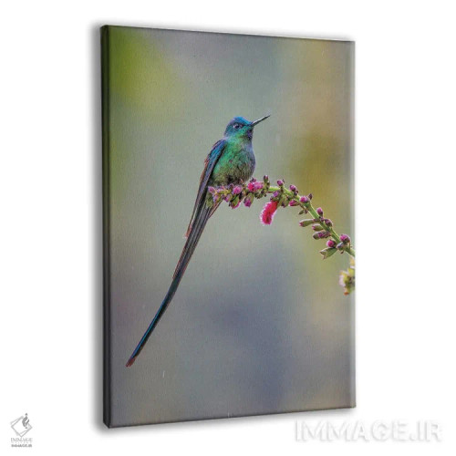 تابلو سیلف دمدراز نر، اکوادور اثر آدام جونز - نمای پرسپکتیو محصول