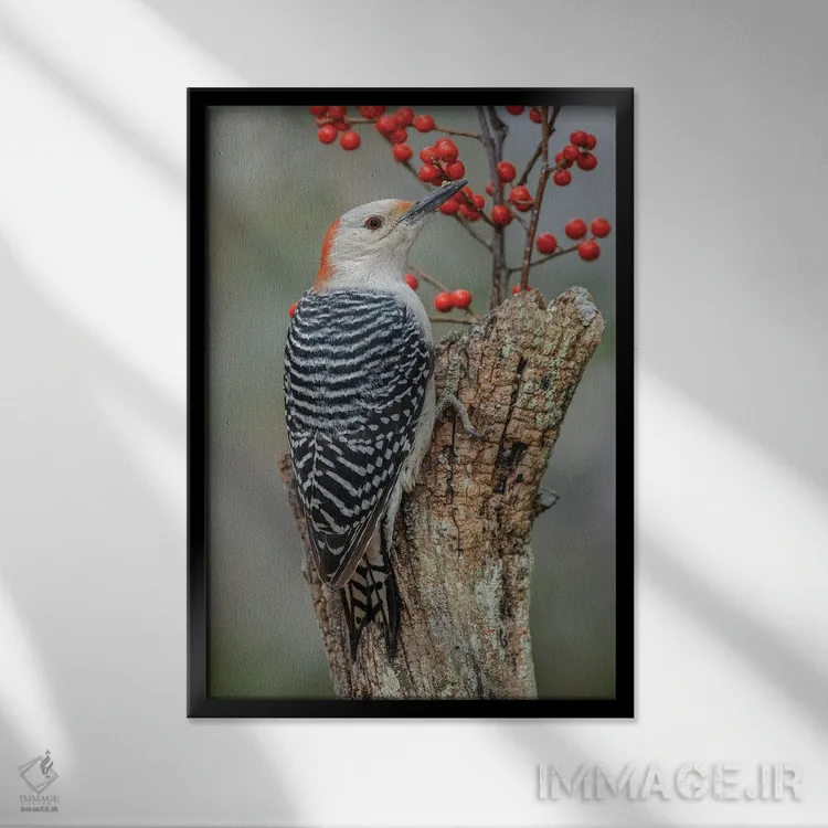 تابلو دارکوب شکمقرمز ماده و توتهای قرمز، کنتاکی اثر آدام جونز - نمای قابدار مشکی