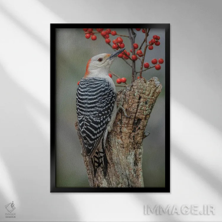 تابلو دارکوب شکمقرمز ماده و توتهای قرمز، کنتاکی اثر آدام جونز - نمای قابدار مشکی