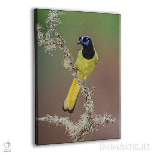 تابلو جِی سبز، درهٔ ریو گرانده، تگزاس (۱) اثر آدام جونز - نمای پرسپکتیو محصول