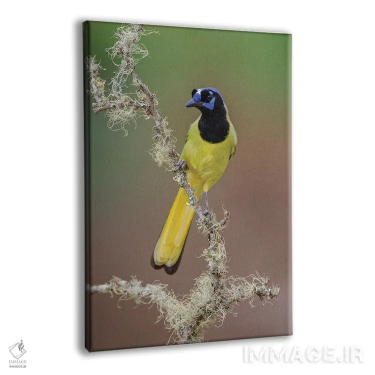 تابلو جِی سبز، درهٔ ریو گرانده، تگزاس (۱) اثر آدام جونز - نمای پرسپکتیو محصول