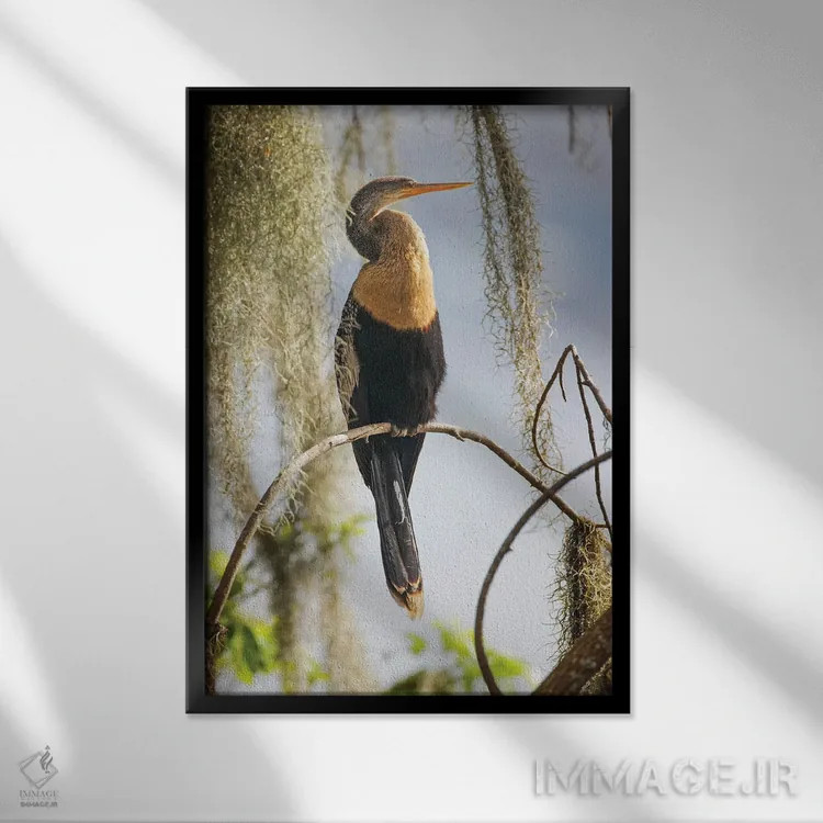 تابلو آنهینگای ماده، مزرعه سیرکل بی، فلوریدا اثر آدام جونز - نمای قابدار مشکی