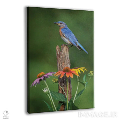 تابلو بلوبرد شرقی نر روی میلهٔ قدیمی حصار با گلهای مخروطی اثر آدام جونز - نمای پرسپکتیو محصول