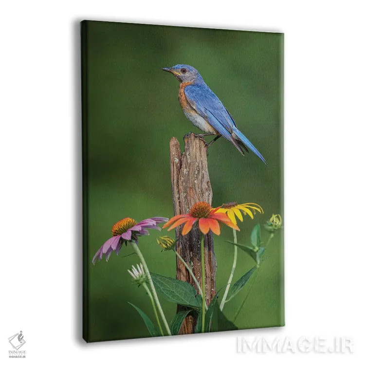 تابلو بلوبرد شرقی نر روی میلهٔ قدیمی حصار با گلهای مخروطی اثر آدام جونز - نمای پرسپکتیو محصول