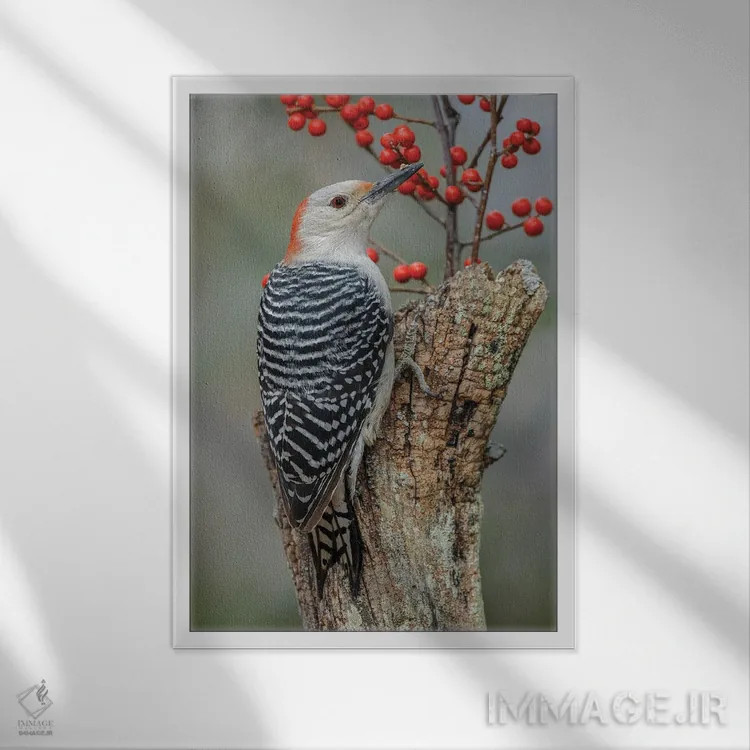 تابلو دارکوب شکمقرمز ماده و توتهای قرمز، کنتاکی اثر آدام جونز - نمای قابدار سفید