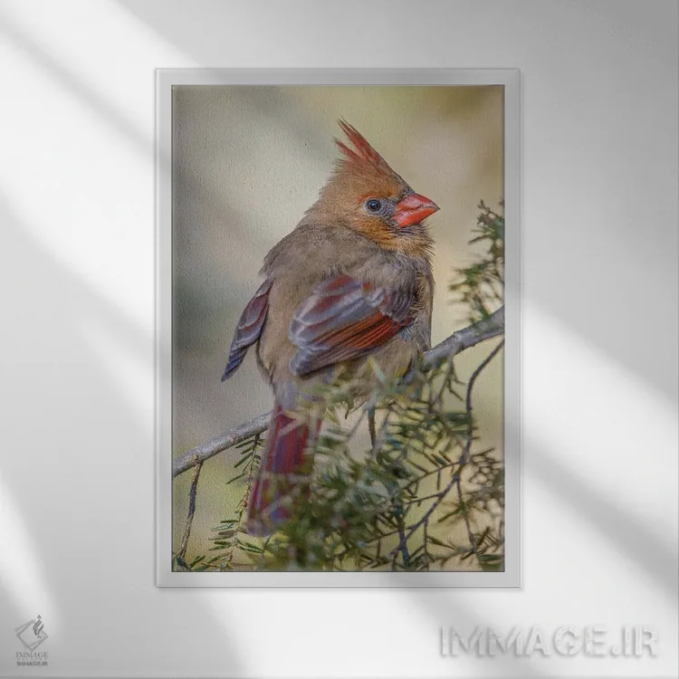 تابلو کارباورال شمالی ماده در زمستان اثر آدام جونز - نمای قابدار سفید