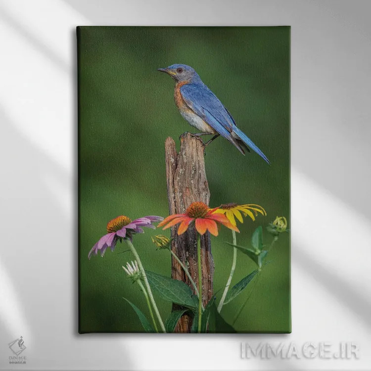 تابلو بلوبرد شرقی نر روی میلهٔ قدیمی حصار با گلهای مخروطی اثر آدام جونز - نمای روبهرو روی دیوار