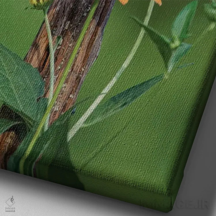 تابلو بلوبرد شرقی نر روی میلهٔ قدیمی حصار با گلهای مخروطی اثر آدام جونز - نمای نزدیک بافت بوم