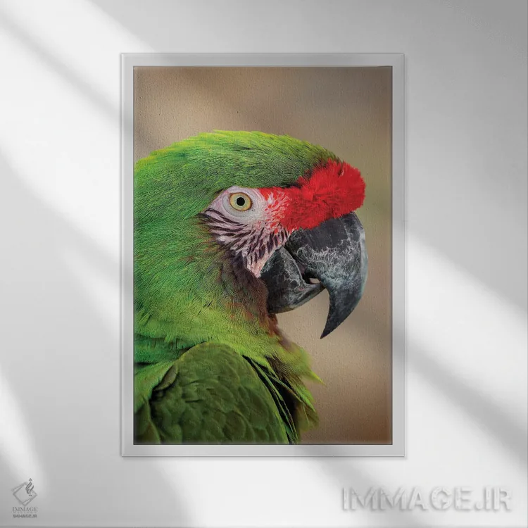 تابلو طوطی بزرگ سبز (ماکائو)، بومی آمریکای جنوبی اثر آدام جونز - نمای قابدار سفید