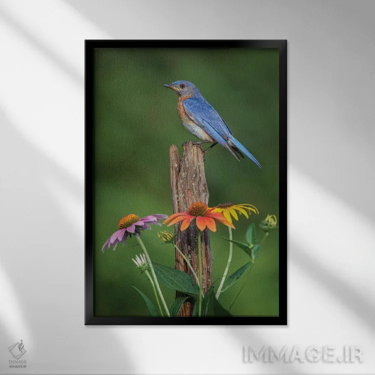 تابلو بلوبرد شرقی نر روی میلهٔ قدیمی حصار با گلهای مخروطی اثر آدام جونز - نمای قابدار مشکی