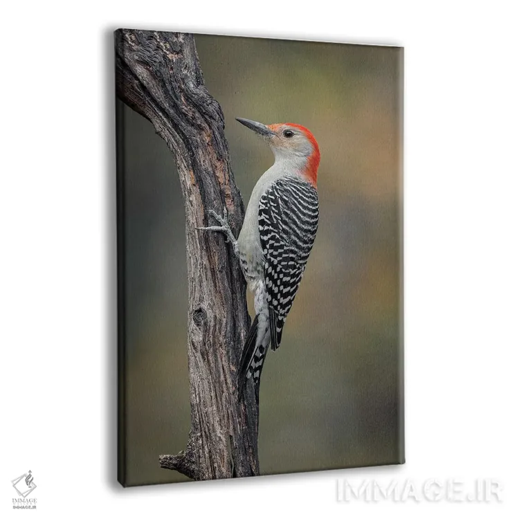 تابلو دارکوب شکمقرمز نر در پاییز، کنتاکی اثر آدام جونز - نمای پرسپکتیو محصول