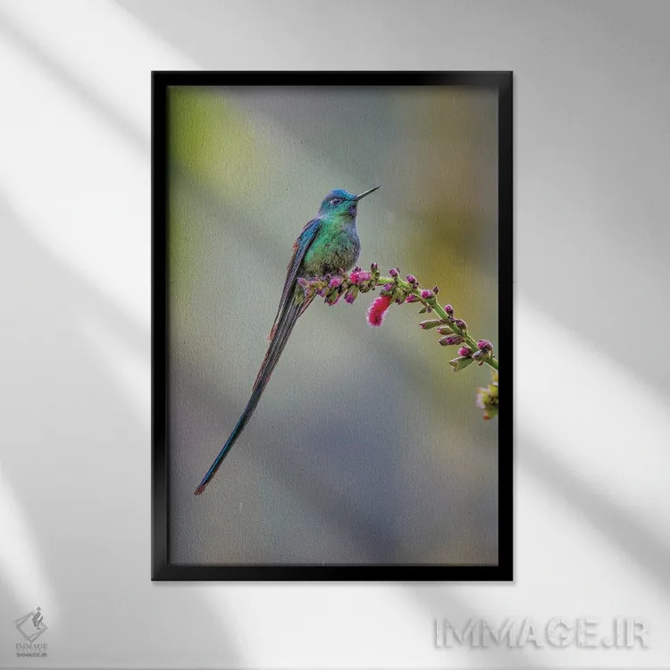 تابلو سیلف دمدراز نر، اکوادور اثر آدام جونز - نمای قابدار مشکی