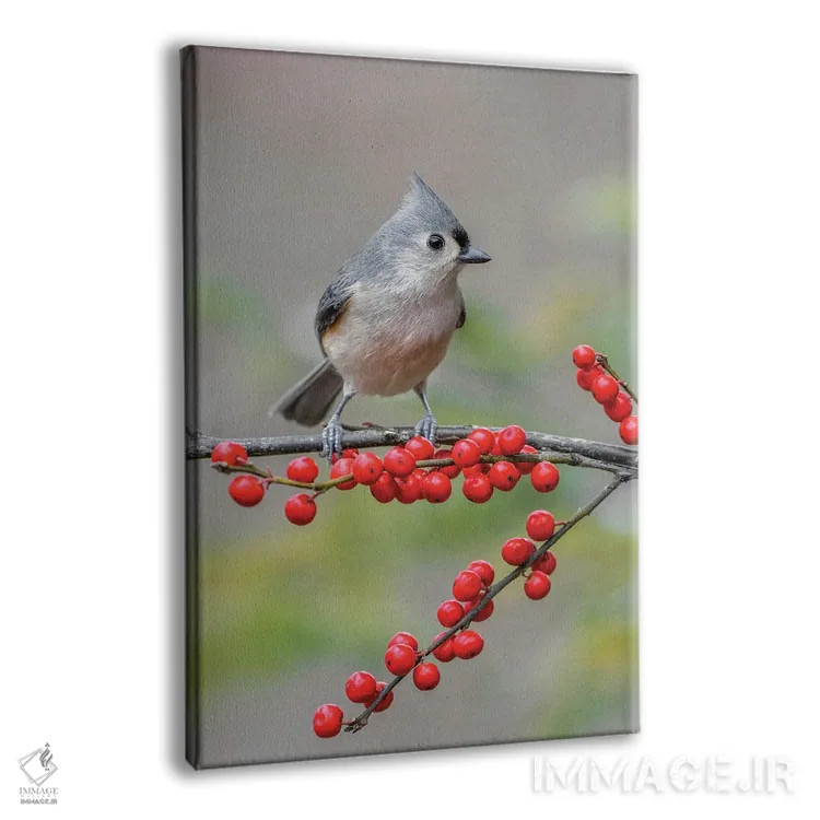 تابلو پرنده توفتد تیتموس و توتهای قرمز، کنتاکی اثر آدام جونز - نمای پرسپکتیو محصول