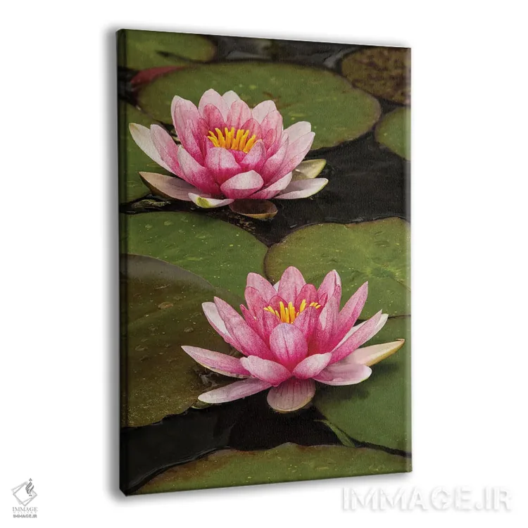 تابلو نیلوفر آبی دورگه صورتی و سفید، کارولینای شمالی اثر آدام جونز - نمای پرسپکتیو محصول