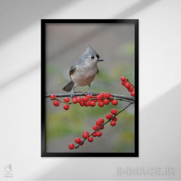 تابلو پرنده توفتد تیتموس و توتهای قرمز، کنتاکی اثر آدام جونز - نمای قابدار مشکی