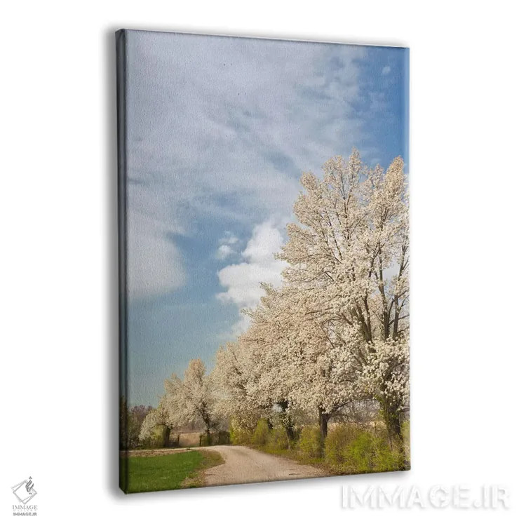 تابلو درختان کراباپل با گلهای سفید، لوییزویل، شهرستان جفرسون، کنتاکی، آمریکا اثر آدام جونز - نمای پرسپکتیو محصول