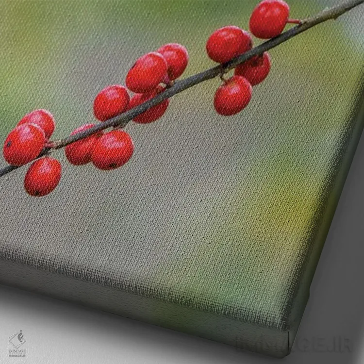 تابلو پرنده توفتد تیتموس و توتهای قرمز، کنتاکی اثر آدام جونز - نمای نزدیک بافت بوم