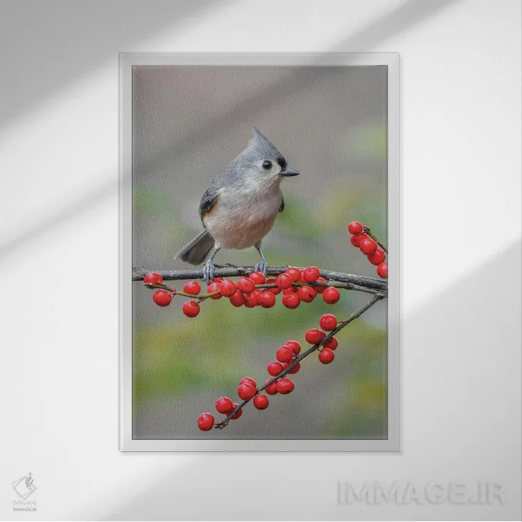 تابلو پرنده توفتد تیتموس و توتهای قرمز، کنتاکی اثر آدام جونز - نمای قابدار سفید