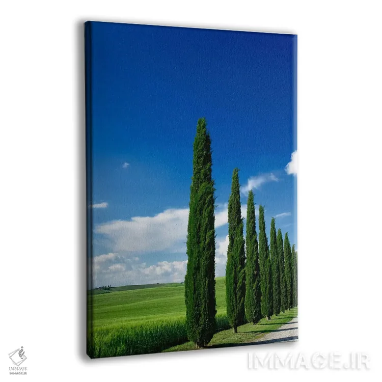 تابلو ردیف درختان سرو، منطقه توسکانی، ایتالیا اثر آدام جونز - نمای پرسپکتیو محصول