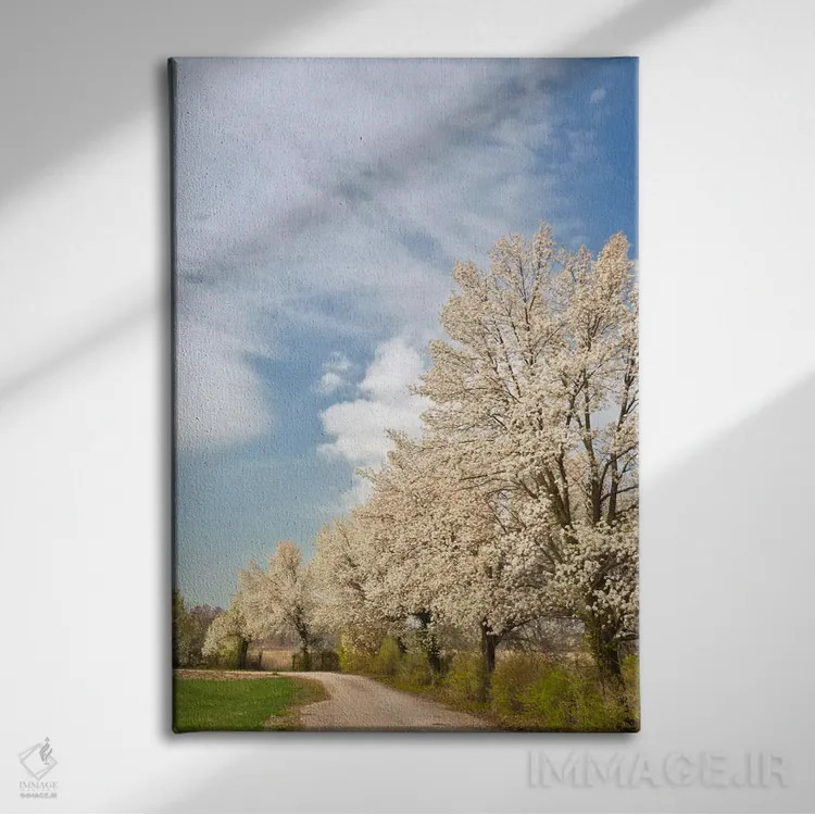 تابلو درختان کراباپل با گلهای سفید، لوییزویل، شهرستان جفرسون، کنتاکی، آمریکا اثر آدام جونز - نمای روبهرو روی دیوار