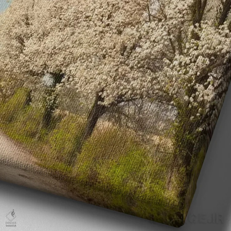 تابلو درختان کراباپل با گلهای سفید، لوییزویل، شهرستان جفرسون، کنتاکی، آمریکا اثر آدام جونز - نمای نزدیک بافت بوم