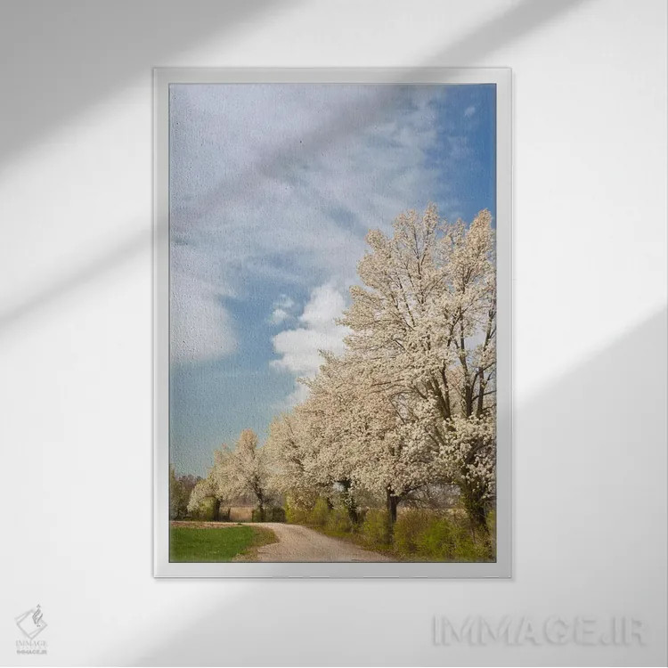 تابلو درختان کراباپل با گلهای سفید، لوییزویل، شهرستان جفرسون، کنتاکی، آمریکا اثر آدام جونز - نمای قابدار سفید