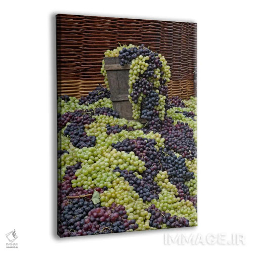 تابلو برداشت انگور، جشنواره دلا اووا، ایمپرونتا، استان فلورانس، منطقه توسکانی، ایتالیا اثر آدام جونز - نمای پرسپکتیو محصول