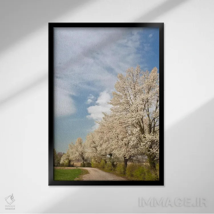 تابلو درختان کراباپل با گلهای سفید، لوییزویل، شهرستان جفرسون، کنتاکی، آمریکا اثر آدام جونز - نمای قابدار مشکی