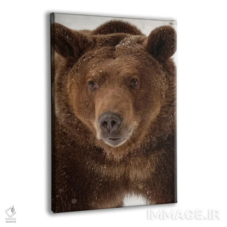 تابلو خرس گریزلی در زمستان (اورسوس آرکتوس)، مونتانا اثر آدام جونز - نمای پرسپکتیو محصول
