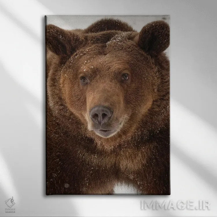 تابلو خرس گریزلی در زمستان (اورسوس آرکتوس)، مونتانا اثر آدام جونز - نمای روبهرو روی دیوار