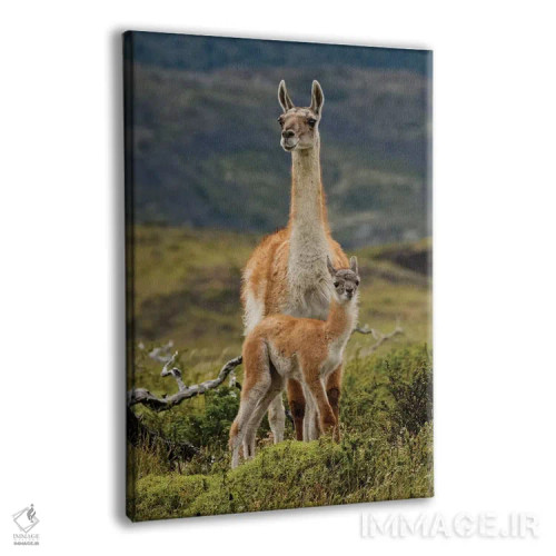 تابلو گواناکو و نوزادش، رشته کوه آند، پارک ملی تورس دل پائینه، شیلی، پاتاگونیا اثر آدام جونز - نمای پرسپکتیو محصول