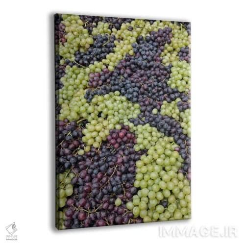 تابلو برداشت انگور (نمای نزدیک ۱)، جشن دلا اووا، ایمپرونتا، استان فلورانس، منطقه توسکانی، ایتالیا اثر آدام جونز - نمای پرسپکتیو محصول