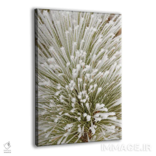 تابلو شاخهٔ درخت کاج با بلورهای یخزده، کلیسپل، مونتانا اثر آدام جونز - نمای پرسپکتیو محصول