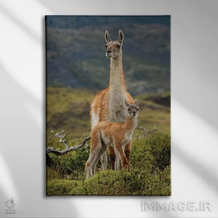 تابلو گواناکو و نوزادش، رشته کوه آند، پارک ملی تورس دل پائینه، شیلی، پاتاگونیا اثر آدام جونز - نمای روبهرو روی دیوار